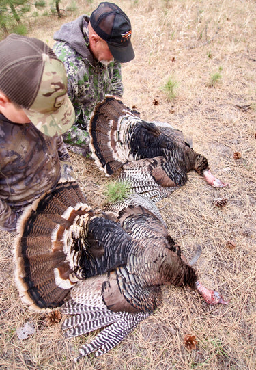 Merriam's Turkey - South Dakota