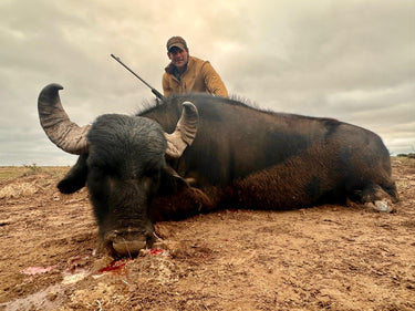 Water Buffalo - Argentina - La Pampa