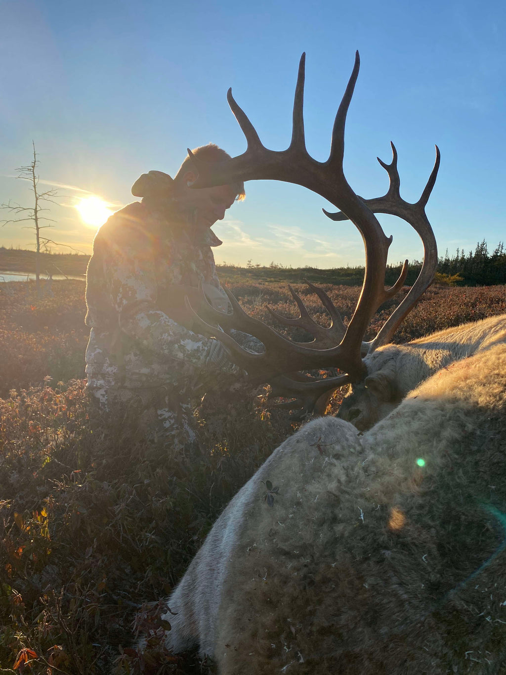 Newfoundland Woodland Caribou