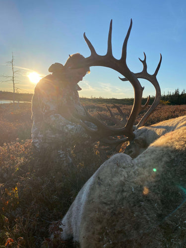 Newfoundland Woodland Caribou