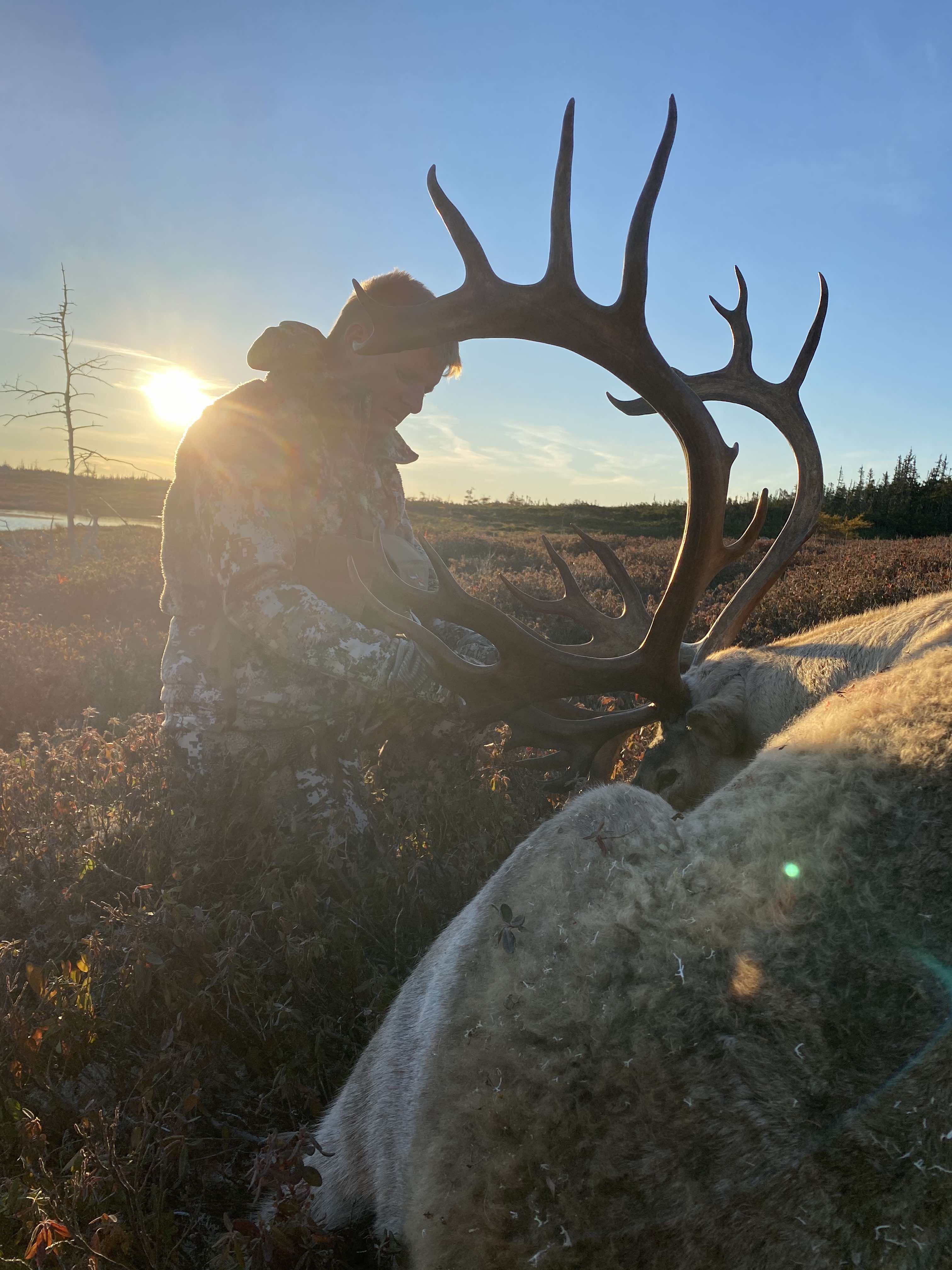 Newfoundland Woodland Caribou