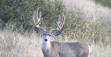 Mule Deer (Rifle) - South Dakota