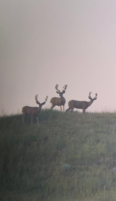 Mule Deer (Archery) - South Dakota
