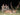 Free Range Axis Deer - Argentina - Northern Territories
