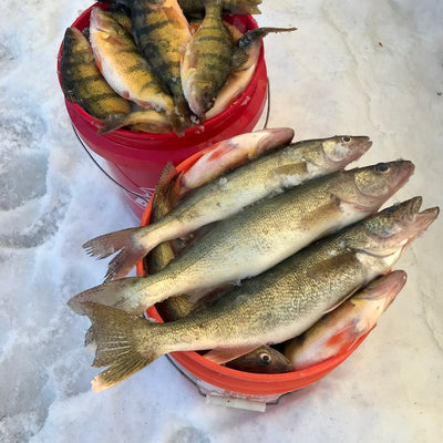 Walleye & Perch Fishing (Snobear)
