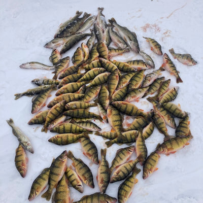 Walleye & Perch Fishing (Snobear)